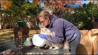 How to Apply Diatomaceous Earth on Cats for Fleas: The Best Way!