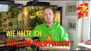 Wie halte ich Phyllium Philippinicum Wandelnde Blätter | WalkingLeaf