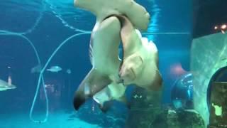 Hammerhead shark attacks sting ray at Adventure aquarium.