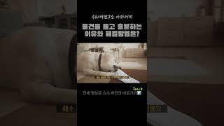 강아지가 물건을 물고 흥분하는 이유 #물건물기 #강아지공격성 #강아지인형