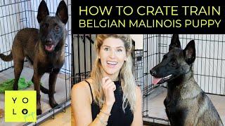 HOW TO CRATE TRAIN YOUR BELGIAN MALINOIS PUPPY | MY PUPPY WON'T STOP CRYING IN NEW CRATE