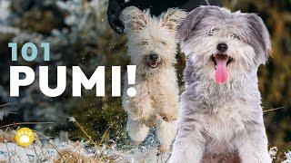 Pumi Dog 101 (A Smart and Loyal Dog Breed)