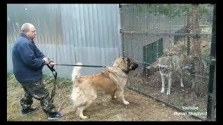 Caucasian Ovcharka vs Wolf test