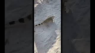 IGUANA RUNS LIKE WILD IN ARUBA!  *MUST WATCH* #shorts #iguana #aruba