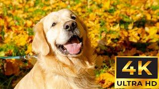 DOG TV: Video Entertain Keep Your Dog Happy When Home Alone  Anti-Stress & Anxiety Music for Dogs