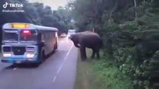 Crazy Sri Lankan Bus Driver