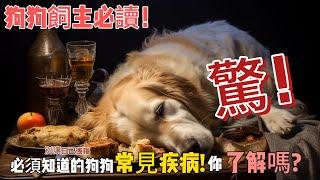 狗狗飼主必讀: 5種狗狗常見的健康問題