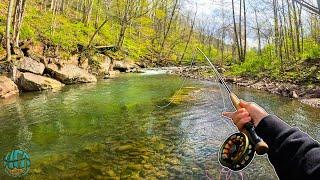 3 Days of INCREDIBLE FLY FISHING! (BIG Brown, brook, and Rainbow Trout!)