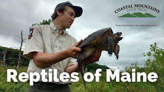 Coastal Mountains Land Trust Series: Reptile Conservation and Management in Maine, with Derek Yorks