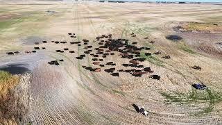 Drenbrok's Cattle Drive Sept 28/2024