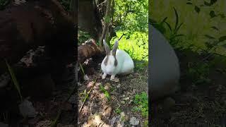 cute rabbit eating grass
