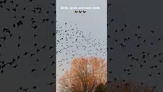 A swarm of Grackles passed us by #dogwalk #birds #shorts