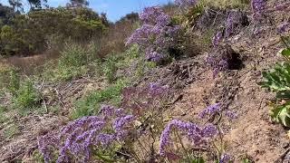 Cabrillo Canyon & Marston House in San Diego