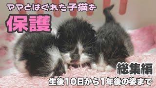 ママとはぐれた子猫を保護 生後10日〜1年後の姿まで【お盆3兄妹成長日記 総集編】Growth Diary of a Protected Kittens.