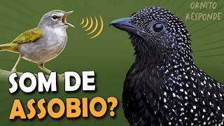 AVES que ASSOBIAM na FLORESTA? Ornitólogo Responde 69