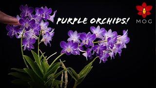 My favorite Purple Orchids! - Not everything needs to be Orange or Red 