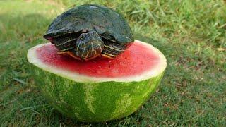 Turtles Love Watermelon!