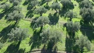 405079 Olive Trees Plantation Drone By Chris Giatrakos Artlist HD