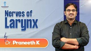 Nerves of Larynx By Dr. Praneeth K | Cerebellum Academy