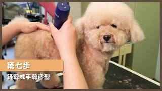 狗狗美容教學 EP 1 一般美容流程 EP 1 General Grooming Steps