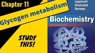 Lippincotts Biochemistry Review (Chapter 11) Glycogen metabolism || Study This!