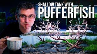 Creating a Stunning 60-F Shallow Planted Tank with Dwarf Pufferfish