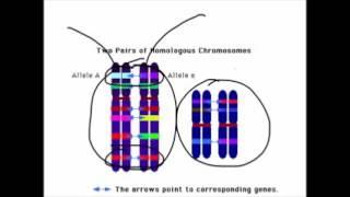 What are Homologous Chromosomes