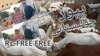 Cholistani cow | liaquatabad mandi | maweshi mandi | cow | sasta janwar | shouqeeno k liye