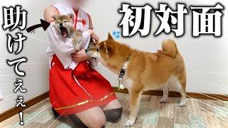 【初めまして…】先住犬こまちゃんと初対面の生後2ヶ月の柴犬の反応が可愛すぎました...【お迎え初日】