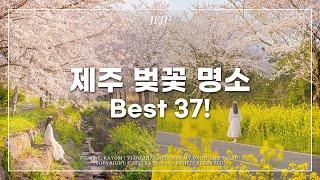  제주도 벚꽃 명소 37곳 소개! | 제주도민이 다녀와서 추천하는 벚꽃 핫플 | 제주 벚꽃 총정리 영상 | 제주살이 제주도 브이로그 Vlog | 가욤 브이로그