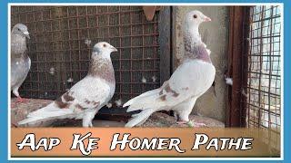 Home Patho Ka shok | X Fighter Birds