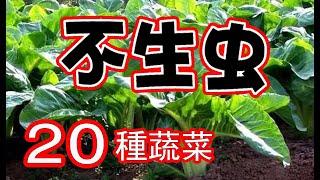 不生蟲的20種蔬菜，再也不用擔心蟲子的破壞了，新手也可以種得很好，全部是實際種植經驗分享 20 Edible Plants in My Garden Repel Pests Naturally