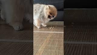 두부과자에 심취한 누렁씨 #dogshorts#pomeranian#강아지쇼츠#강아지먹방#dogvideos#강아지일상#포메라니안#강아지asmr#먹방asmr#dogshorts#dog