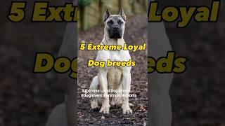 5 Extreme Loyal Dog Breeds 