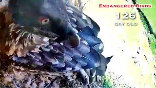 #271Bearded Vulture Nest／Nestflix Live Stream️Endangered bird species the Southern Bearded Vulture