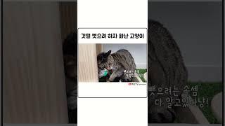 화 난건 화난 거고 간식은 간식 angry cat sounds #화난고양이 #고양이하악질