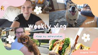 Weekly Vlog: Quesadillas, Puppy Playdates + My Blogging Routine