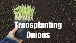 Transplanting Onions