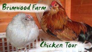 Brimwood Farm - Chicken Tour