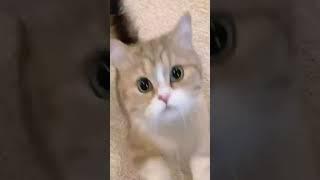 #Short #cat cute สัตว์เลี้ยงน่ารักน่ารักมากๆในบันทึกประจำวัเช่นเพื่อน