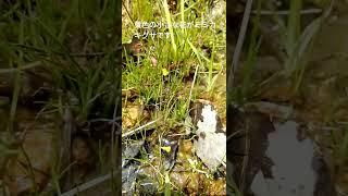 食虫植物　ミミカキグサ　モウセンゴケ