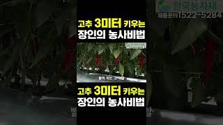 [한국농수산TV] 고추 3미터 키우는 장인의 농사비법 #켈팍 #케이플러스 #멀티코트 #멀티피드