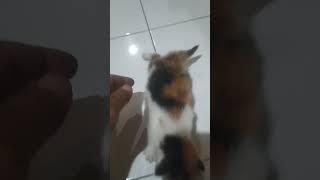 anak kucing lucu 21 Oktober 2024