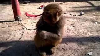 pawfa park monkey 1