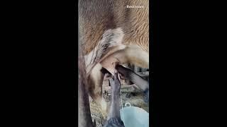 Calf time and the original milkshake, milking  #shorts #trending #live #livestream #livestreaming