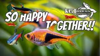 The Most Amazing Fish Combos For A 10 Gallon Aquarium