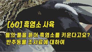 [60] 흑염소 사육 |  이것만은 알아야 | 들의 풀을 뜯어 흑염소를 키울 수 있나요? 조사료에 대하여