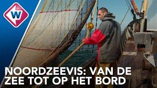 Noordzeevis: van de zee tot op het bord