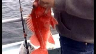 Fishing for Rock Cod in the Monterey Bay