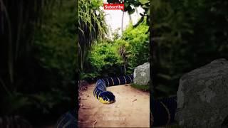 Anaconda Snake Chasing video #snake #viral #snakes #python #anaconda @RunFunTV #funtoktv #shorts